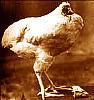 headless chicken