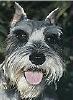 schnauzer